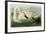 Trumpeter Swan-John James Audubon-Framed Premium Giclee Print