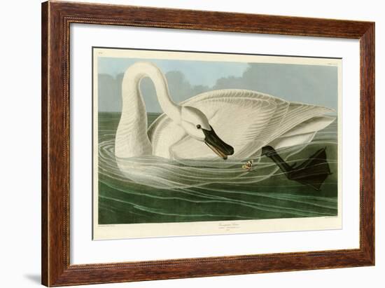 Trumpeter Swan-John James Audubon-Framed Premium Giclee Print