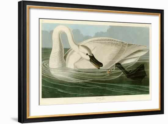 Trumpeter Swan-John James Audubon-Framed Premium Giclee Print