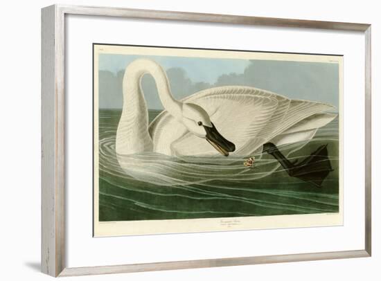 Trumpeter Swan-John James Audubon-Framed Premium Giclee Print