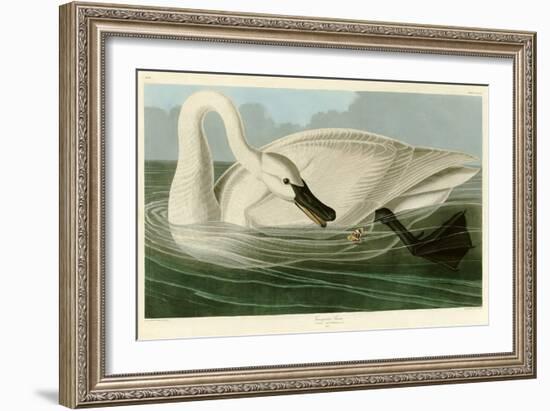 Trumpeter Swan-John James Audubon-Framed Giclee Print