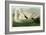 Trumpeter Swan-John James Audubon-Framed Giclee Print