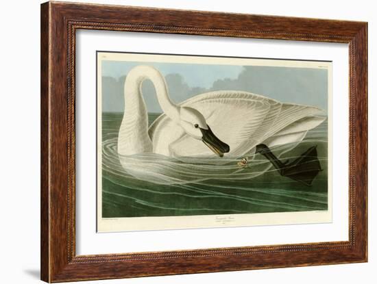 Trumpeter Swan-John James Audubon-Framed Giclee Print