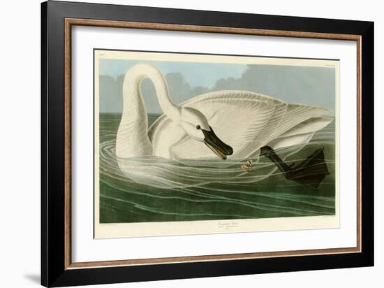 Trumpeter Swan-John James Audubon-Framed Giclee Print