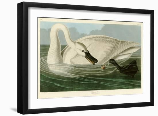 Trumpeter Swan-John James Audubon-Framed Giclee Print