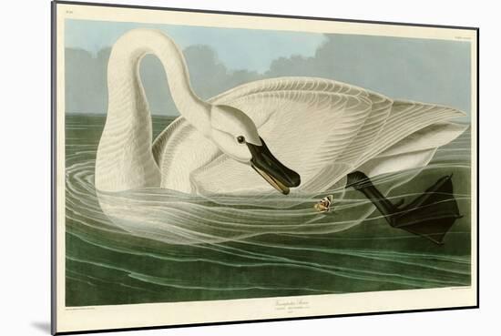 Trumpeter Swan-John James Audubon-Mounted Giclee Print