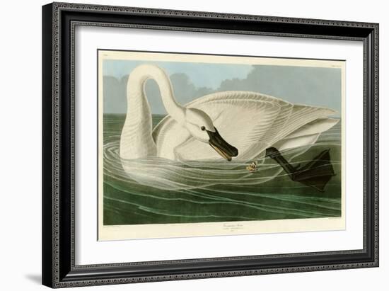 Trumpeter Swan-John James Audubon-Framed Giclee Print