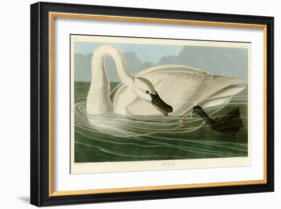 Trumpeter Swan-John James Audubon-Framed Giclee Print