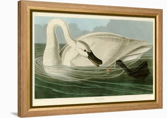 Trumpeter Swan-John James Audubon-Framed Premier Image Canvas