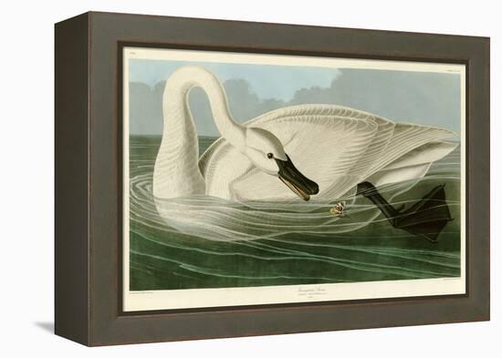 Trumpeter Swan-John James Audubon-Framed Premier Image Canvas