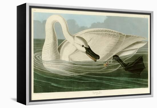 Trumpeter Swan-John James Audubon-Framed Premier Image Canvas