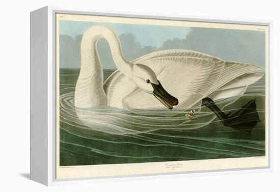 Trumpeter Swan-John James Audubon-Framed Premier Image Canvas