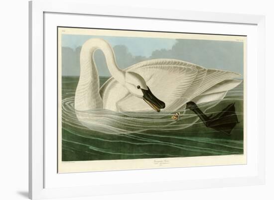 Trumpeter Swan-John James Audubon-Framed Giclee Print