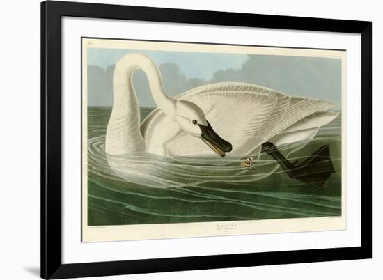 Trumpeter Swan-John James Audubon-Framed Giclee Print