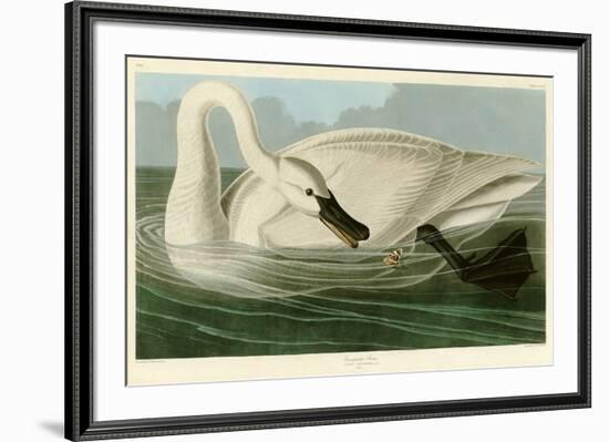 Trumpeter Swan-John James Audubon-Framed Giclee Print