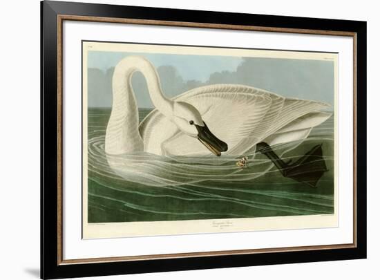 Trumpeter Swan-John James Audubon-Framed Giclee Print