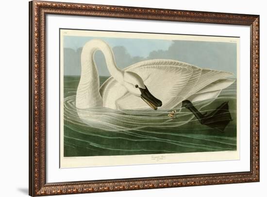 Trumpeter Swan-John James Audubon-Framed Giclee Print