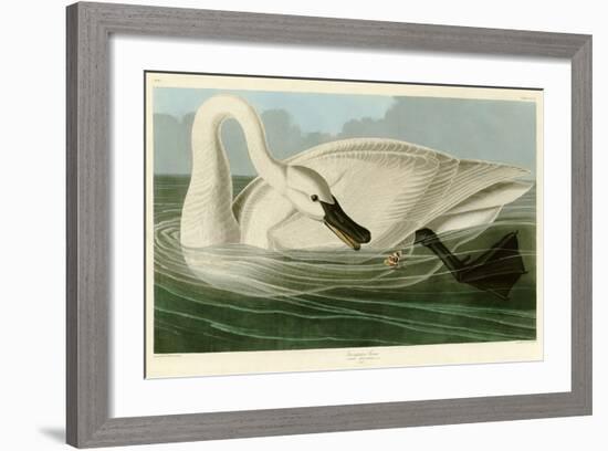 Trumpeter Swan-John James Audubon-Framed Giclee Print