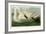 Trumpeter Swan-John James Audubon-Framed Giclee Print