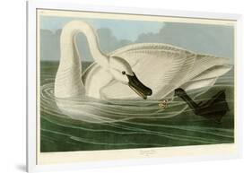 Trumpeter Swan-John James Audubon-Framed Giclee Print