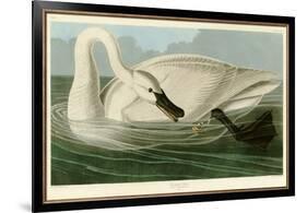 Trumpeter Swan-John James Audubon-Framed Giclee Print