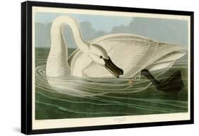 Trumpeter Swan-John James Audubon-Framed Giclee Print