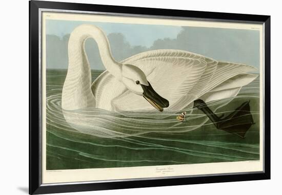 Trumpeter Swan-John James Audubon-Framed Giclee Print