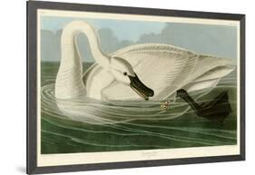 Trumpeter Swan-John James Audubon-Framed Giclee Print