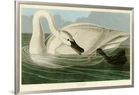 Trumpeter Swan-John James Audubon-Framed Giclee Print