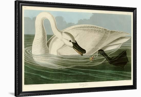 Trumpeter Swan-John James Audubon-Framed Giclee Print