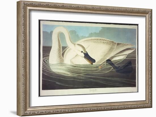 Trumpeter Swan-John James Audubon-Framed Giclee Print