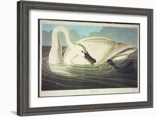 Trumpeter Swan-John James Audubon-Framed Giclee Print