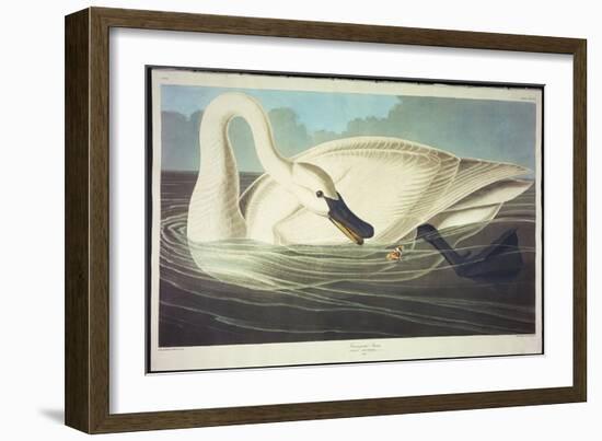 Trumpeter Swan-John James Audubon-Framed Giclee Print