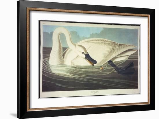 Trumpeter Swan-John James Audubon-Framed Giclee Print