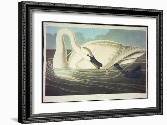 Trumpeter Swan-John James Audubon-Framed Giclee Print