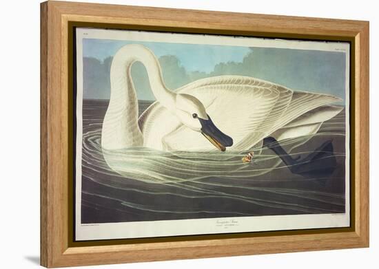 Trumpeter Swan-John James Audubon-Framed Premier Image Canvas