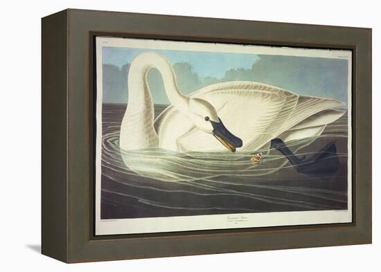 Trumpeter Swan-John James Audubon-Framed Premier Image Canvas