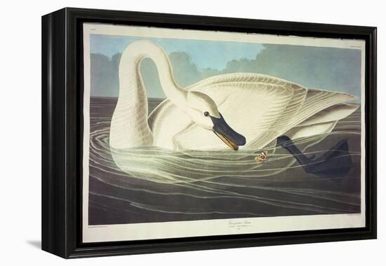 Trumpeter Swan-John James Audubon-Framed Premier Image Canvas