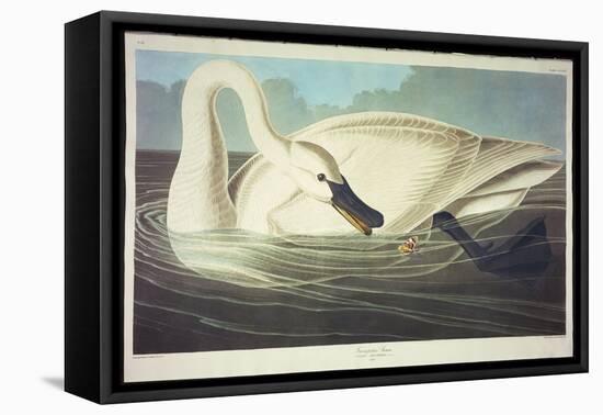 Trumpeter Swan-John James Audubon-Framed Premier Image Canvas