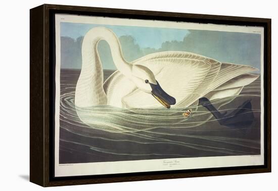 Trumpeter Swan-John James Audubon-Framed Premier Image Canvas