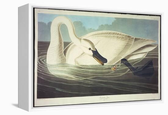 Trumpeter Swan-John James Audubon-Framed Premier Image Canvas