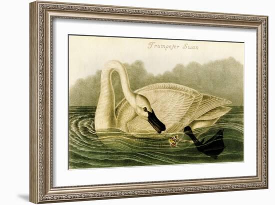 Trumpeter Swan-John James Audubon-Framed Art Print