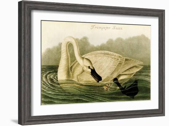 Trumpeter Swan-John James Audubon-Framed Art Print