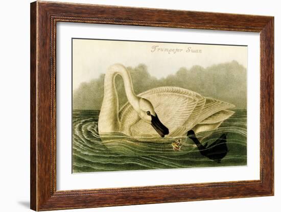 Trumpeter Swan-John James Audubon-Framed Art Print