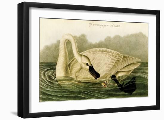 Trumpeter Swan-John James Audubon-Framed Art Print