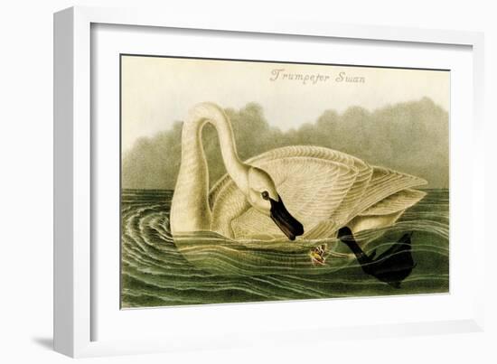 Trumpeter Swan-John James Audubon-Framed Art Print