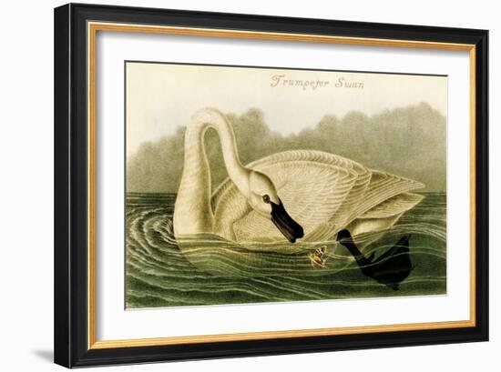 Trumpeter Swan-John James Audubon-Framed Art Print