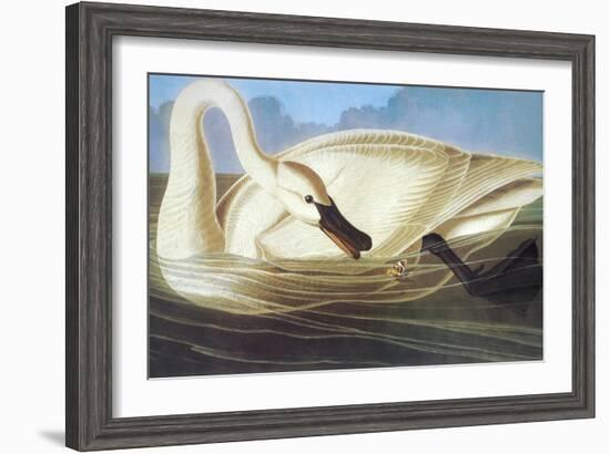 Trumpeter Swan-John James Audubon-Framed Art Print