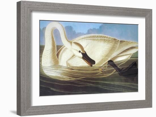 Trumpeter Swan-John James Audubon-Framed Art Print