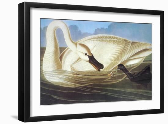 Trumpeter Swan-John James Audubon-Framed Art Print